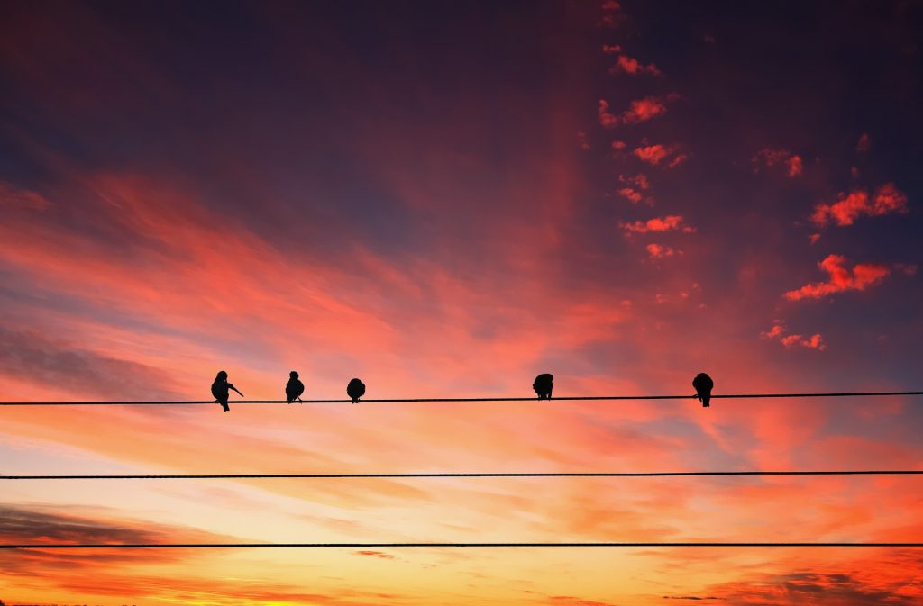 birds on a wire, networking, power lines